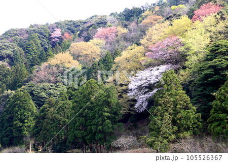 水月湖  桜と水月湖　桜と三方五湖　三方湖　水月湖標識　三方五湖　若狭町　福井県　桜　春景色 105526367