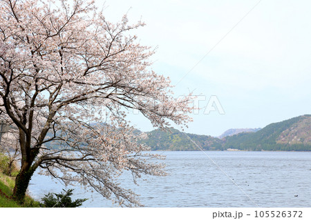 水月湖  桜と水月湖　桜と三方五湖　三方湖　水月湖標識　三方五湖　若狭町　福井県　桜　春景色 105526372