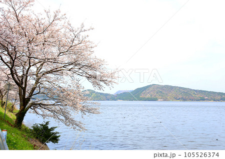 水月湖 桜と水月湖 桜と三方五湖 三方湖 水月湖標識 三方五湖 若狭町 福井県 桜 春景色 水月湖 桜と水月湖 桜と三方五湖 三方湖 水月湖標識 三方五湖 若狭町 福井県 桜 春景色 105526374