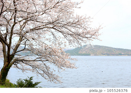 水月湖 桜と水月湖 桜と三方五湖 三方湖 水月湖標識 三方五湖 若狭町 福井県 桜 春景色 水月湖 桜と水月湖 桜と三方五湖 三方湖 水月湖標識 三方五湖 若狭町 福井県 桜 春景色 105526376