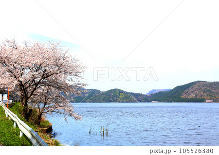 水月湖 桜と水月湖 桜と三方五湖 三方湖 水月湖標識 三方五湖 若狭町 福井県 桜 春景色 水月湖 桜と水月湖 桜と三方五湖 三方湖 水月湖標識 三方五湖 若狭町 福井県 桜 春景色 105526380