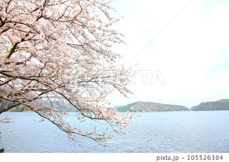 水月湖  桜と水月湖　桜と三方五湖　三方湖　水月湖標識　三方五湖　若狭町　福井県　桜　春景色 105526384