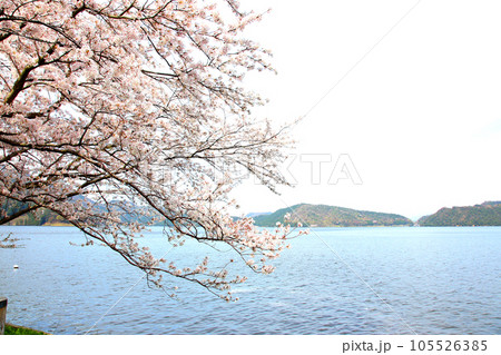 水月湖  桜と水月湖　桜と三方五湖　三方湖　水月湖標識　三方五湖　若狭町　福井県　桜　春景色 105526385