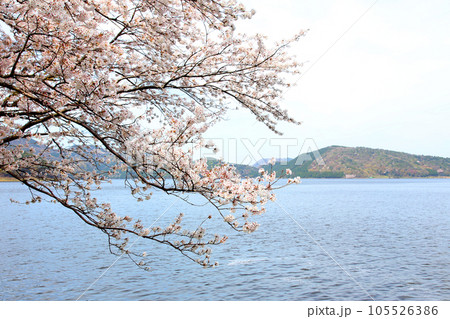 水月湖  桜と水月湖　桜と三方五湖　三方湖　水月湖標識　三方五湖　若狭町　福井県　桜　春景色 105526386