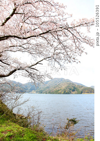 水月湖 桜と水月湖 桜と三方五湖 三方湖 水月湖標識 三方五湖 若狭町 福井県 桜 春景色 水月湖 桜と水月湖 桜と三方五湖 三方湖 水月湖標識 三方五湖 若狭町 福井県 桜 春景色 105526391
