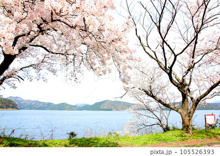 水月湖 桜と水月湖 桜と三方五湖 三方湖 水月湖標識 三方五湖 若狭町 福井県 桜 春景色 水月湖 桜と水月湖 桜と三方五湖 三方湖 水月湖標識 三方五湖 若狭町 福井県 桜 春景色 105526393