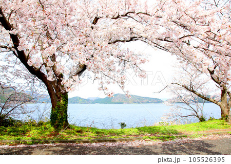 水月湖  桜と水月湖　桜と三方五湖　三方湖　水月湖標識　三方五湖　若狭町　福井県　桜　春景色 105526395
