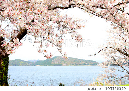 水月湖 桜と水月湖 桜と三方五湖 三方湖 水月湖標識 三方五湖 若狭町 福井県 桜 春景色 水月湖 桜と水月湖 桜と三方五湖 三方湖 水月湖標識 三方五湖 若狭町 福井県 桜 春景色 105526399