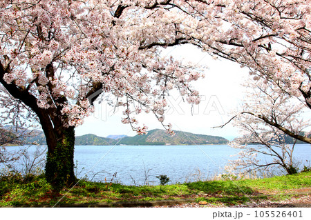 水月湖 桜と水月湖 桜と三方五湖 三方湖 水月湖標識 三方五湖 若狭町 福井県 桜 春景色 水月湖 桜と水月湖 桜と三方五湖 三方湖 水月湖標識 三方五湖 若狭町 福井県 桜 春景色 105526401