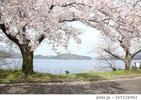 水月湖 桜と水月湖 桜と三方五湖 三方湖 水月湖標識 三方五湖 若狭町 福井県 桜 春景色 水月湖 桜と水月湖 桜と三方五湖 三方湖 水月湖標識 三方五湖 若狭町 福井県 桜 春景色 105526402