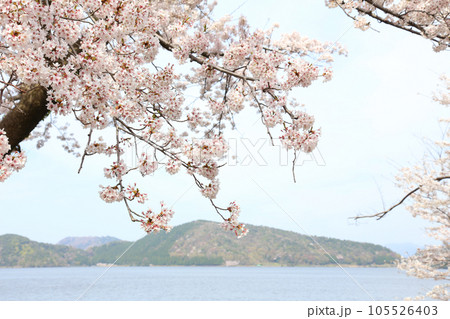 水月湖 桜と水月湖 桜と三方五湖 三方湖 水月湖標識 三方五湖 若狭町 福井県 桜 春景色 水月湖 桜と水月湖 桜と三方五湖 三方湖 水月湖標識 三方五湖 若狭町 福井県 桜 春景色 105526403