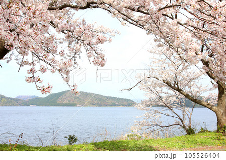 水月湖 桜と水月湖 桜と三方五湖 三方湖 水月湖標識 三方五湖 若狭町 福井県 桜 春景色 水月湖 桜と水月湖 桜と三方五湖 三方湖 水月湖標識 三方五湖 若狭町 福井県 桜 春景色 105526404