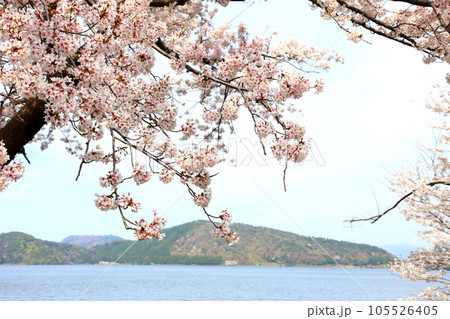 水月湖 桜と水月湖 桜と三方五湖 三方湖 水月湖標識 三方五湖 若狭町 福井県 桜 春景色 水月湖 桜と水月湖 桜と三方五湖 三方湖 水月湖標識 三方五湖 若狭町 福井県 桜 春景色 105526405