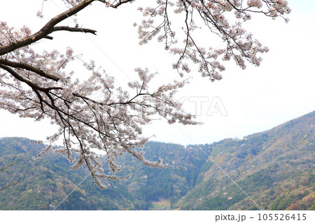 水月湖 桜と水月湖 桜と三方五湖 三方湖 水月湖標識 三方五湖 若狭町 福井県 桜 春景色 水月湖 桜と水月湖 桜と三方五湖 三方湖 水月湖標識 三方五湖 若狭町 福井県 桜 春景色 105526415
