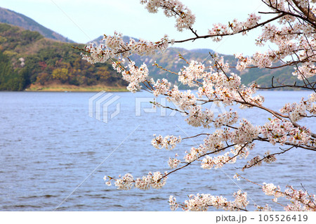 水月湖 桜と水月湖 桜と三方五湖 三方湖 水月湖標識 三方五湖 若狭町 福井県 桜 春景色 水月湖 桜と水月湖 桜と三方五湖 三方湖 水月湖標識 三方五湖 若狭町 福井県 桜 春景色 105526419