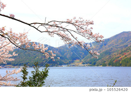 水月湖 桜と水月湖 桜と三方五湖 三方湖 水月湖標識 三方五湖 若狭町 福井県 桜 春景色 水月湖 桜と水月湖 桜と三方五湖 三方湖 水月湖標識 三方五湖 若狭町 福井県 桜 春景色 105526420