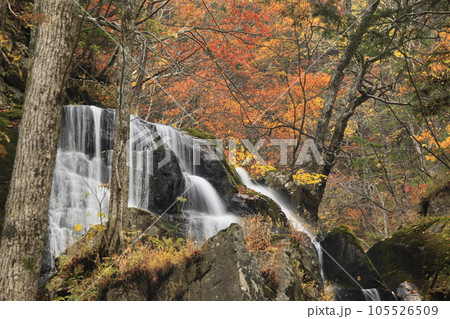 紅葉を背景にした布滝 105526509