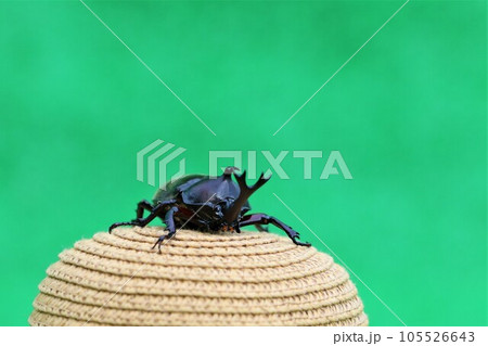 緑色を背景にした麦わら帽子に乗って可愛く見つめるオスのカブトムシの顔 105526643