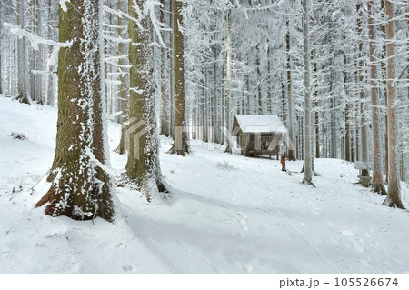 Animal feeder in frostbitten forest 105526674