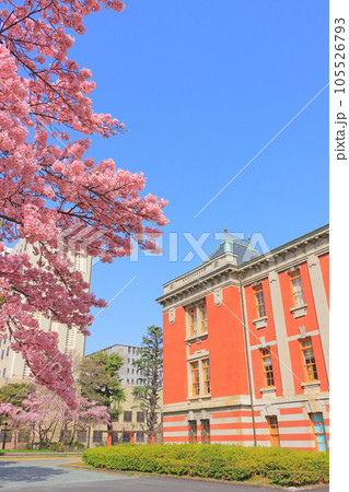 名古屋市、名古屋市市政資料館と桜の風景 105526793