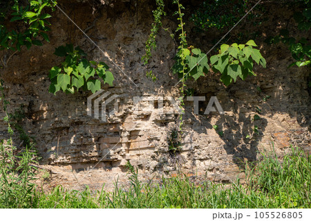 須佐ホルンフェルスの岩肌、変成岩 105526805