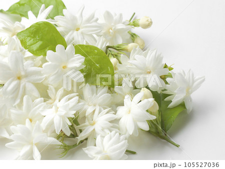 Jasmine flowers fresh 105527036