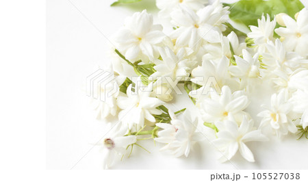 Jasmine flowers fresh Jasmine flowers fresh 105527038