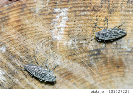 ウバタマムシ ウバタマムシ 105527225