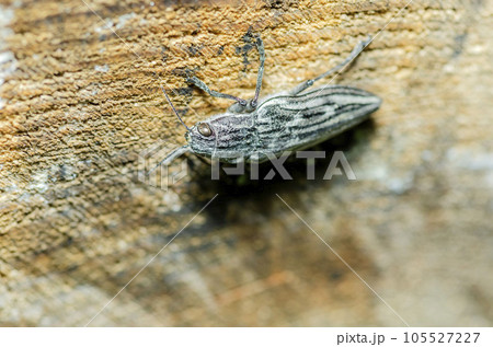 ウバタマムシ ウバタマムシ 105527227