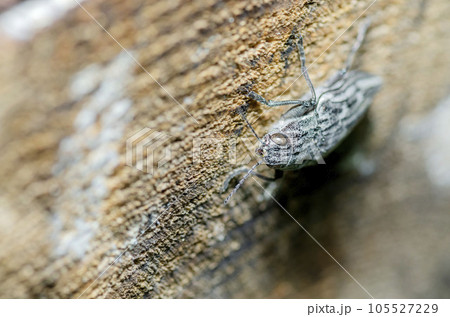 ウバタマムシ 105527229