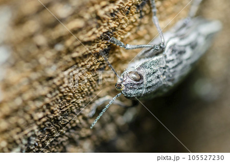ウバタマムシ ウバタマムシ 105527230