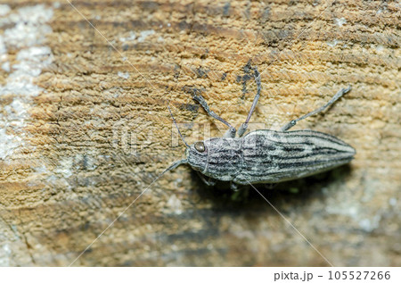 ウバタマムシ ウバタマムシ 105527266