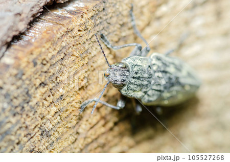 ウバタマムシ 105527268