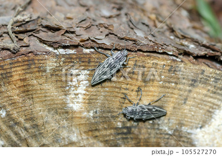 ウバタマムシ 105527270