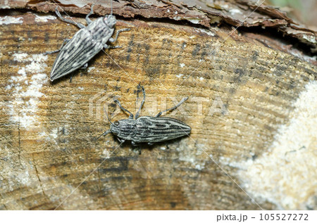 ウバタマムシ ウバタマムシ 105527272