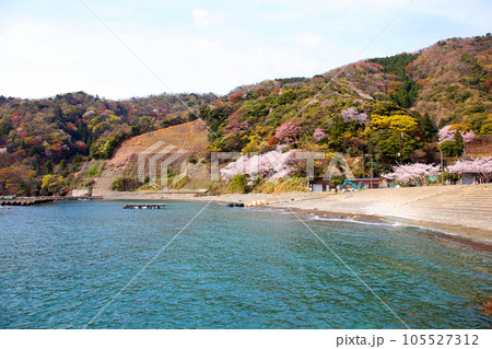 若狭　若狭遊子　遊子海水浴場　福井県若狭町　桜と若狭　漁船　イカ釣り漁船　若狭湾　日本海　常神半島　 105527312