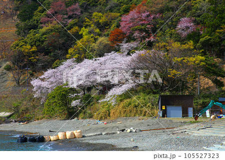 若狭 若狭遊子 遊子海水浴場 福井県若狭町 桜と若狭 漁船 イカ釣り漁船 若狭湾 日本海 常神半島 若狭 若狭遊子 遊子海水浴場 福井県若狭町 桜と若狭 漁船 イカ釣り漁船 若狭湾 日本海 常神半島 105527323