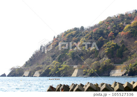 若狭　若狭遊子　遊子海水浴場　福井県若狭町　桜と若狭　漁船　イカ釣り漁船　若狭湾　日本海　常神半島　 105527336