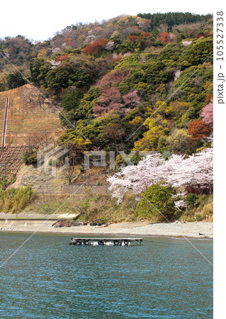 若狭 若狭遊子 遊子海水浴場 福井県若狭町 桜と若狭 漁船 イカ釣り漁船 若狭湾 日本海 常神半島 若狭 若狭遊子 遊子海水浴場 福井県若狭町 桜と若狭 漁船 イカ釣り漁船 若狭湾 日本海 常神半島 105527338