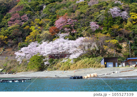 若狭　若狭遊子　遊子海水浴場　福井県若狭町　桜と若狭　漁船　イカ釣り漁船　若狭湾　日本海　常神半島　 105527339