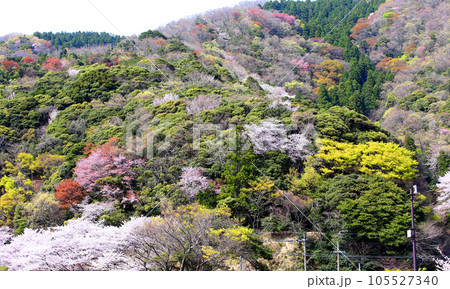若狭 若狭遊子 遊子海水浴場 福井県若狭町 桜と若狭 漁船 イカ釣り漁船 若狭湾 日本海 常神半島 若狭 若狭遊子 遊子海水浴場 福井県若狭町 桜と若狭 漁船 イカ釣り漁船 若狭湾 日本海 常神半島 105527340