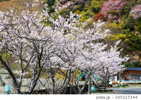 若狭 若狭遊子 遊子海水浴場 福井県若狭町 桜と若狭 漁船 イカ釣り漁船 若狭湾 日本海 常神半島 若狭 若狭遊子 遊子海水浴場 福井県若狭町 桜と若狭 漁船 イカ釣り漁船 若狭湾 日本海 常神半島 105527344
