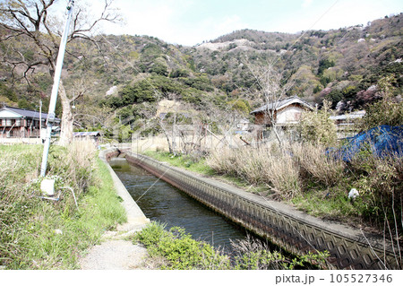 若狭　若狭遊子　遊子海水浴場　福井県若狭町　桜と若狭　漁船　イカ釣り漁船　若狭湾　日本海　常神半島　 105527346