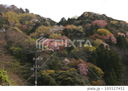 若狭 若狭遊子 遊子海水浴場 福井県若狭町 桜と若狭 漁船 イカ釣り漁船 若狭湾 日本海 常神半島 若狭 若狭遊子 遊子海水浴場 福井県若狭町 桜と若狭 漁船 イカ釣り漁船 若狭湾 日本海 常神半島 105527452
