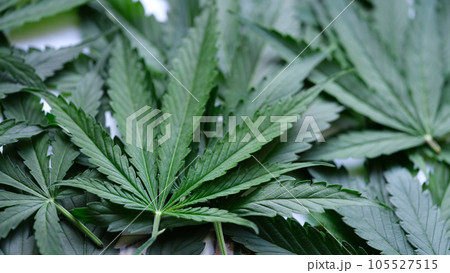 CBD background green cannabis flowers closeup CBD background green cannabis flowers closeup 105527515