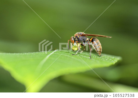 アシナガバチ 105527538