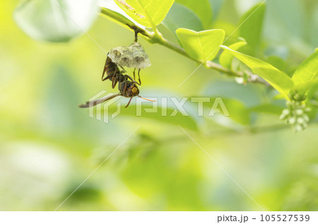 アシナガバチ アシナガバチ 105527539