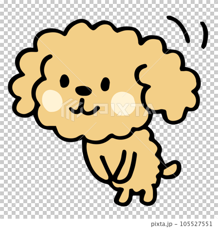 Loose hand-painted toy poodle Bow greeting pose 105527551