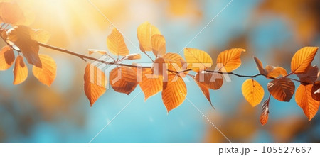 Autumn colorful leaves on the branch. Fall background. Autumn colorful leaves on the branch. Fall background. 105527667