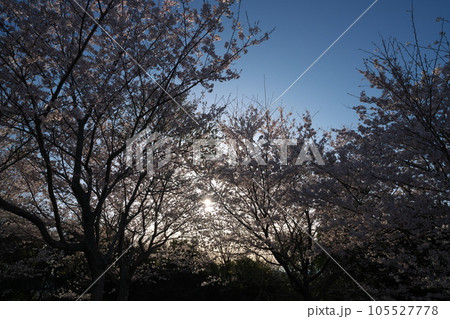 《岡山県》瀬戸内海国立公園 夕立受山で見る春の風景 《岡山県》瀬戸内海国立公園 夕立受山で見る春の風景 105527778